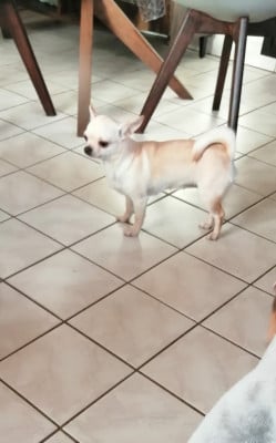 Étalon Chihuahua - Vanilla Du Moulin Des Petits Gringos