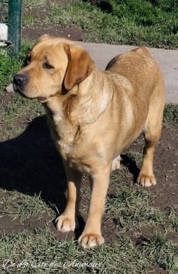Étalon Labrador Retriever - Uline du Haras des Ifs