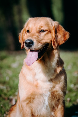 Étalon Golden Retriever - Catch The Dream Violet evergarden