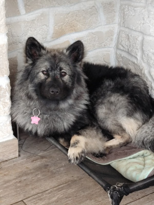 Étalon Eurasier - Ashkä Du Val De La Fenouillere