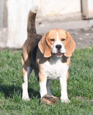 Étalon Beagle - Tamy de la vallée du grand loup