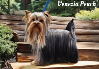 Étalon Yorkshire Terrier - Venezia peach Des Pattes Impériales