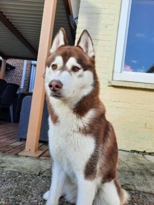 Étalon Siberian Husky - Vegas Ark Of The Snow Wolves