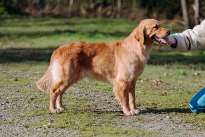 Étalon Golden Retriever - Catch The Dream Violet evergarden