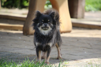 Étalon Chihuahua - Selenia des Terres de la Faisanderie