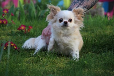 Tessy belle du Diamant d'Or