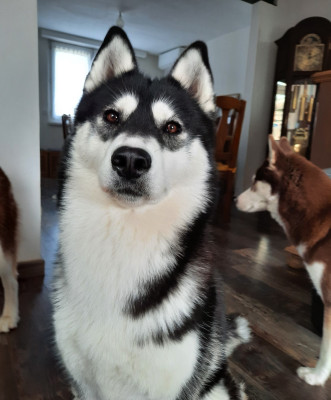 Étalon Siberian Husky - Arkouna Dream's Unity chear