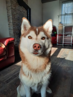 Étalon Siberian Husky - Uska Des Petits Loups Polaires