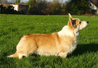 Étalon Welsh Corgi Pembroke - Unchain me o f iron's star des Contamines