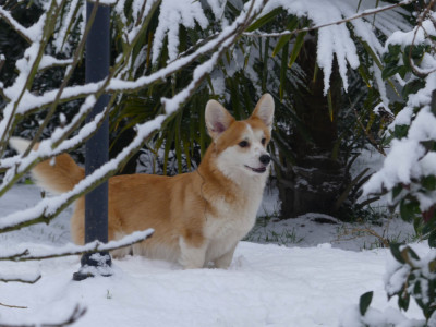 Étalon Welsh Corgi Pembroke - CH. Until i found my iron star's des Contamines