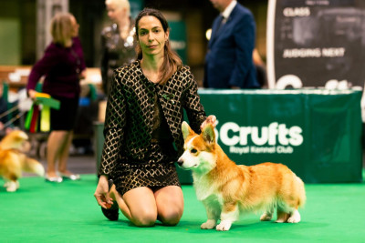 Étalon Welsh Corgi Pembroke - CH. U are pepper's potts spirit des Contamines