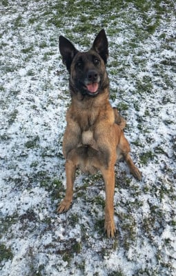 Étalon Berger Belge - Tasha De La Trissonière