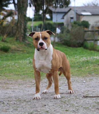 Étalon American Staffordshire Terrier - Meneláos ruffian joannidis
