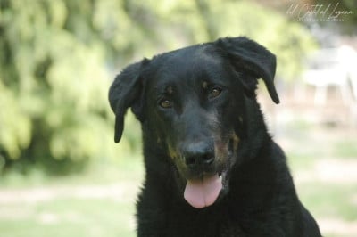 Étalon Berger de Beauce - Roxane Des Gardiens De Provence