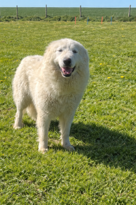 Étalon Chien de Montagne des Pyrenees - Tennessee Du Hameau Des Nours