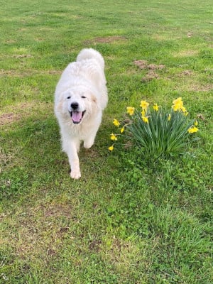 Étalon Chien de Montagne des Pyrenees - Praline (Sans Affixe)