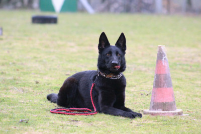 Étalon Berger Allemand - Una des trésors du maquis