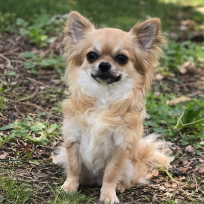 Étalon Chihuahua - Uguette du Vallon de Beaumont