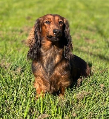 Étalon Teckel poil long - Ultra Des Vents D'Océan