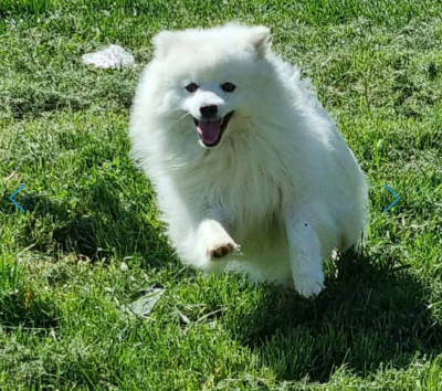 Vvanpaku albedo Kami No Ookami