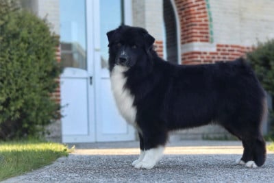 Étalon Berger Australien - A last want Aux Mille éclats D'Aphrodite