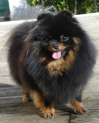 Étalon Spitz allemand - Visa pour l'amour dit Gina Du Chant Des Etoiles