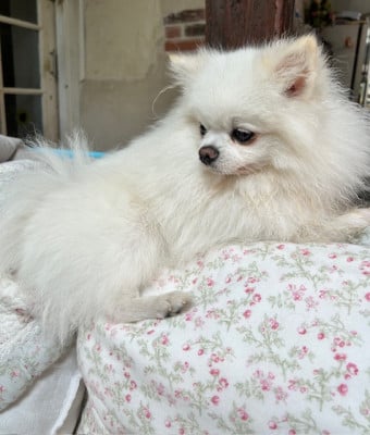 U' etoile de La Licorne Des Anges