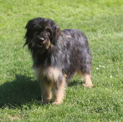 Étalon Berger de la Serra de Aires - Maia do monte do restolho