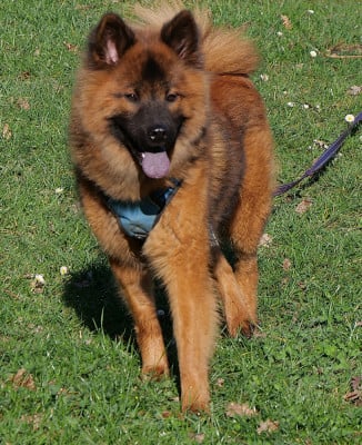 Étalon Eurasier - Vaishakhi De Play Of Fire