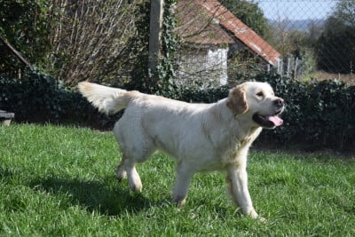 Étalon Golden Retriever - Vista (Sans Affixe)