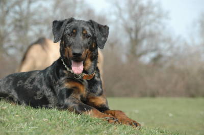 Étalon Berger de Beauce - Vaïa blue del Castèl al Lugana