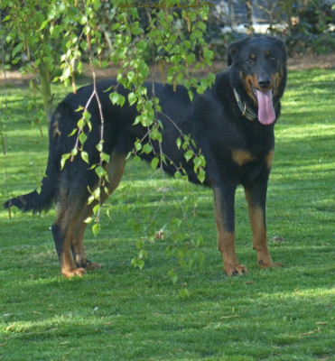 Étalon Berger de Beauce - Univers lova-neige du Royaume D'Elsa