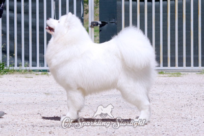 Étalon Samoyède - CH. Perfect new generation of Sparkling Starlight