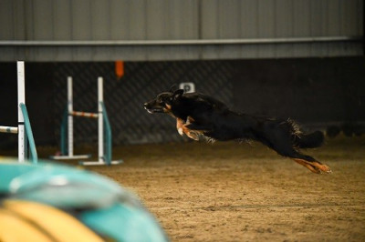 Étalon Border Collie - Uchuu yamato des Crocs de Provence