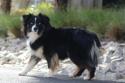 Étalon Berger Américain Miniature - Voltige De La Cour Des Iles