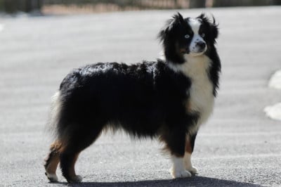 Étalon Berger Américain Miniature - Vitesse De La Cour Des Iles