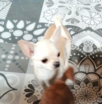 Étalon Chihuahua - Vanilla Du Moulin Des Petits Gringos