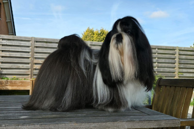 Étalon Shih Tzu - CH. harpwoods What a jewel for lyns-avenly