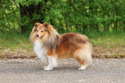 Étalon Shetland Sheepdog - Tony - unique dream Du Royaume Des Renards