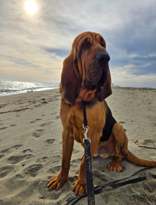 Étalon Chien de Saint-Hubert - Vacqueyras Du Logis Des Molieres