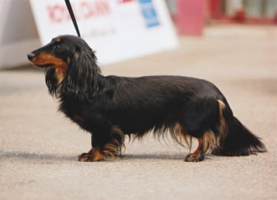 Étalon Teckel poil long - CH. Tacita des bords d'avene