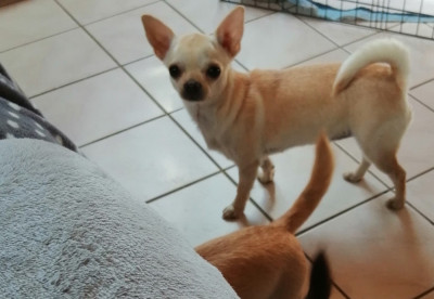 Étalon Chihuahua - Vanilla Du Moulin Des Petits Gringos