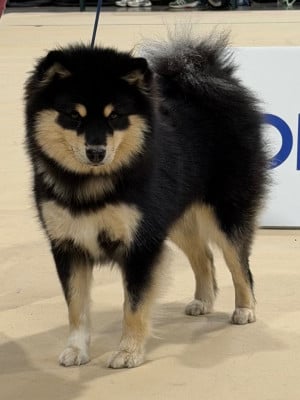 Étalon Chien finnois de Laponie - CH. Vvaouuuh in uk flora De La Contrée De Léonidas