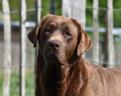 Étalon Labrador Retriever - lab way Abejaruco (dit coco)