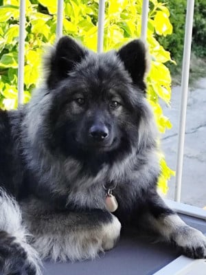 Étalon Eurasier - Ashkä Du Val De La Fenouillere