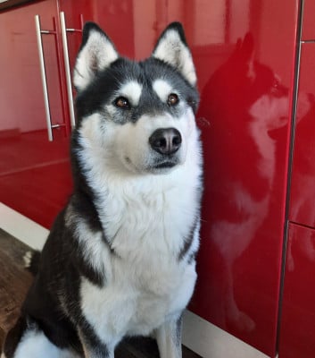 Étalon Siberian Husky - Arkouna Dream's Unity chear