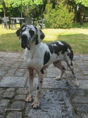 Étalon Dogue allemand - Sandringham de Santvoran