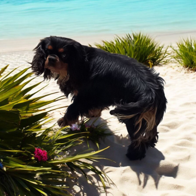 Étalon Cavalier King Charles Spaniel - Victorian utah Du clos de larpege