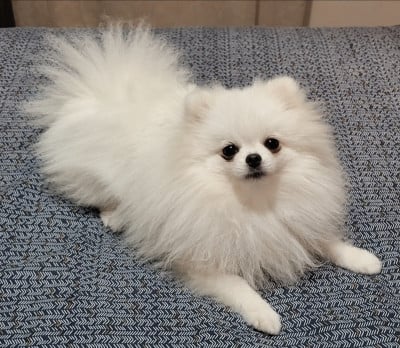 Étalon Spitz allemand - Ur my kuromi des ptits dragons de cupidon