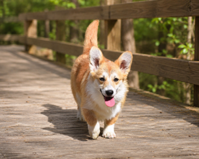 Étalon Welsh Corgi Pembroke - Valeriane De La Folle Emprise